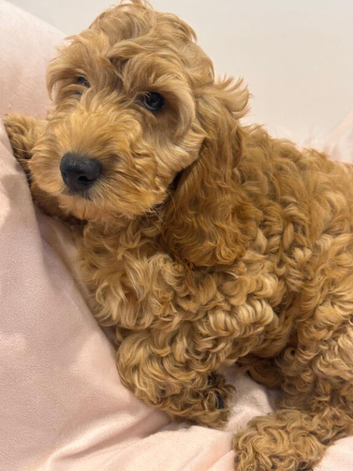Quality Show  Cockapoo Puppies
