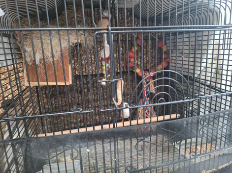 Single mail with the cage