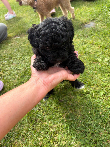 Teddy Bear Dog