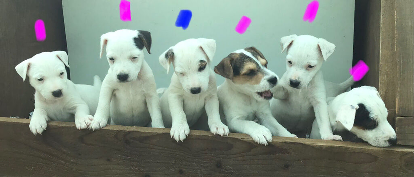 8 week old Parson jack Russell pups In Leicestershire