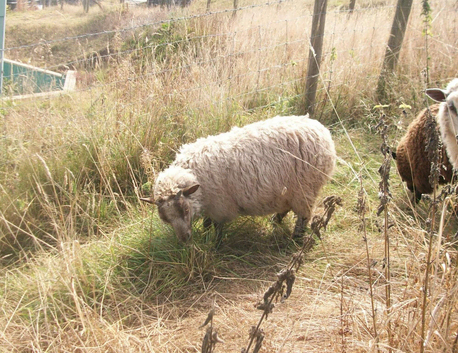 Shetland x ram lamb with beautiful fleece