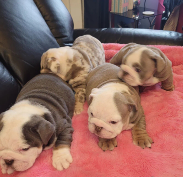 Beautiful Bulldogs pups available
