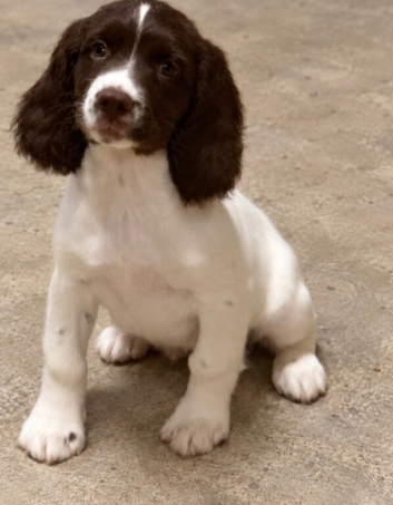 Exceptional English springer spaniel pups