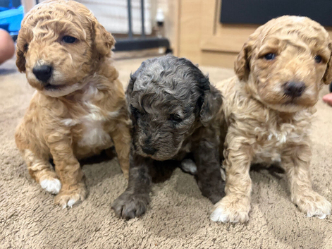 3 beautiful girl poodles