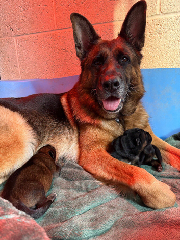 KC Registered GSD male puppies for sale