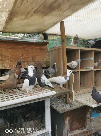 Iranian and Turkish Taka Pigeon