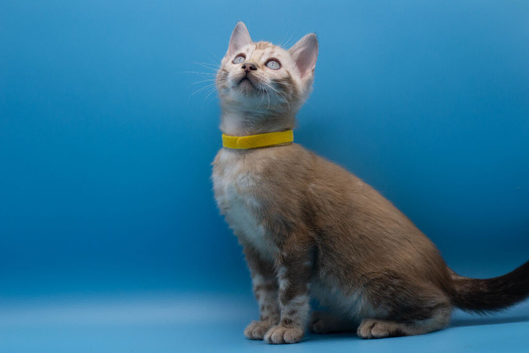Last Available Snow Lynx Marble Bengal Kitten &ndash; Ready to Leave Now!
