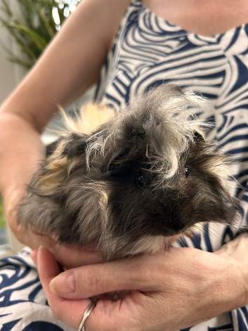 Guinea Pig - Baby Boy