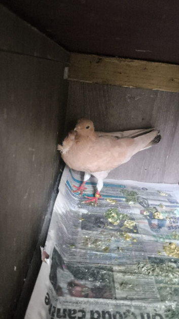 I have some gud birds for sale