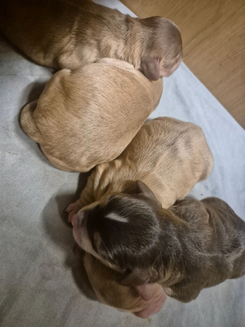 Stunning boy puppies