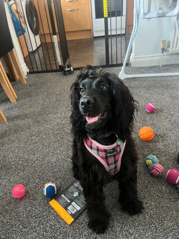 Black show cocker spaniel