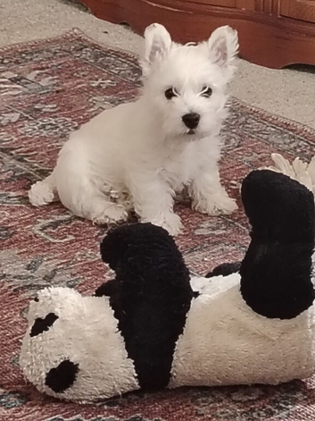 West highland terrier puppies boy