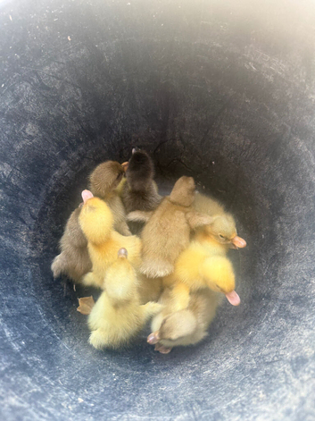 Indian runner cross ducklings