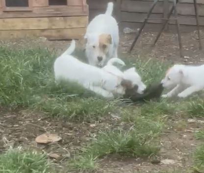 Jack Russell terrier puppies for sale