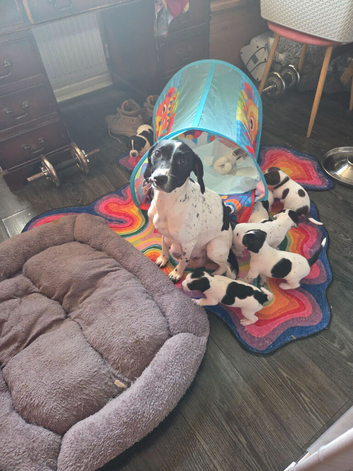 Pups for sale born 30/05/2026