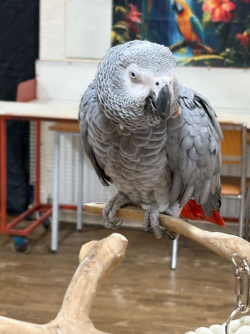 Congo African grey