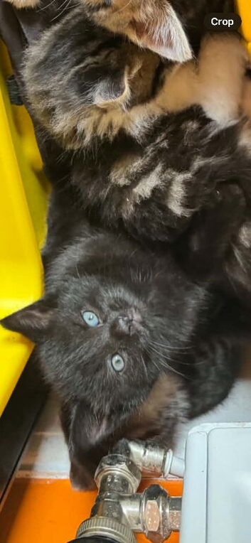 Beautiful black kitten