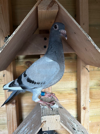 Young racing pigeon