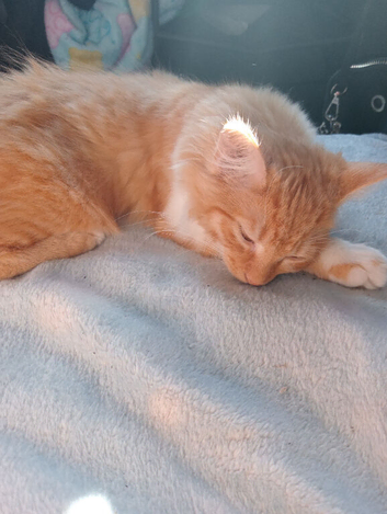 Female kitten