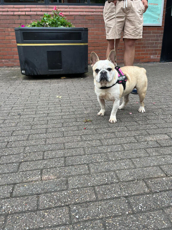 Beautiful French bulldog