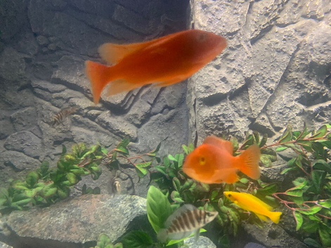 Albino fire red cichlids