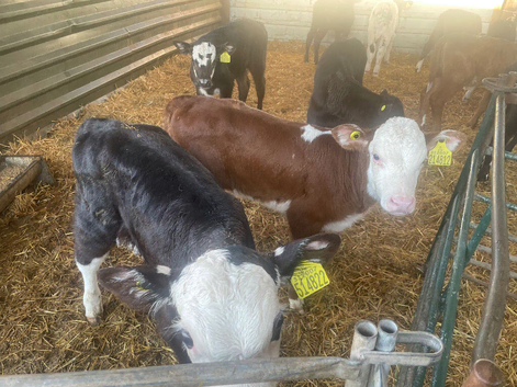 Hereford and Angus calves