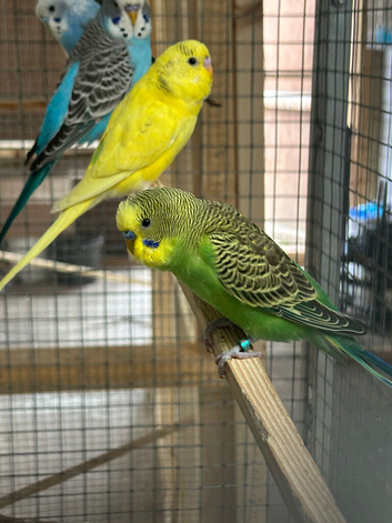Budgies for sale