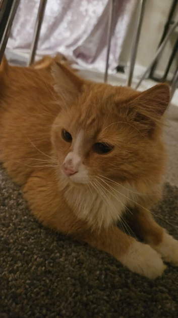 Cute ginger cat