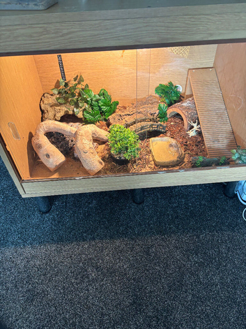 Leopard gecko looking for new home