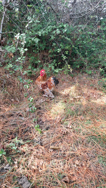 2 Pekin Bantam Cockerels