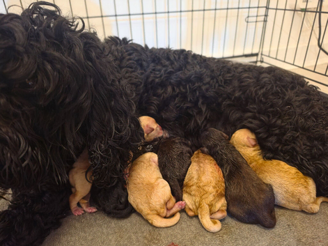 Beautiful Cockapoo F1B puppies