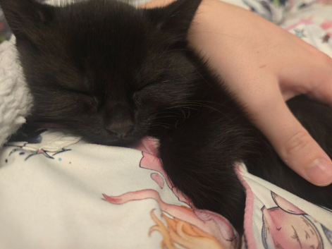 Kittens looking for their forever homes