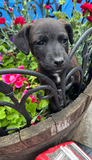 Jack Russell last boy