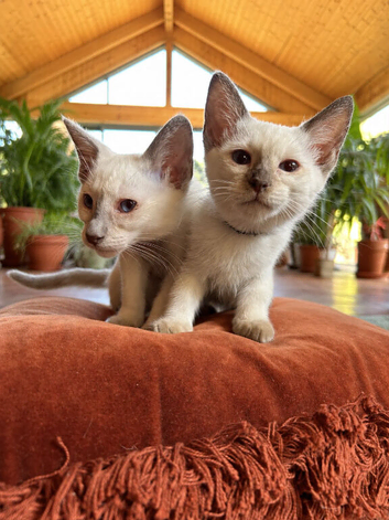 Ragdoll Siamese Cross