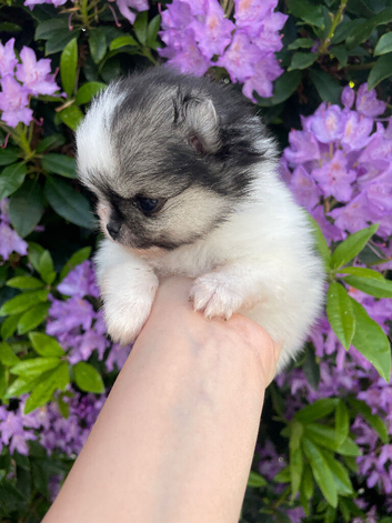 Stunning true to type Pomeranians! Kc reg