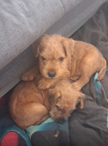 Beautiful Lakeland pups