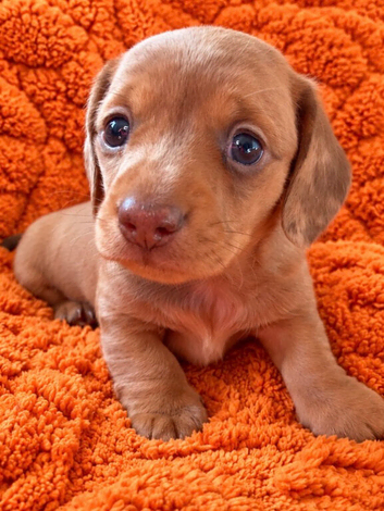Miniature Dachshund Puppies
