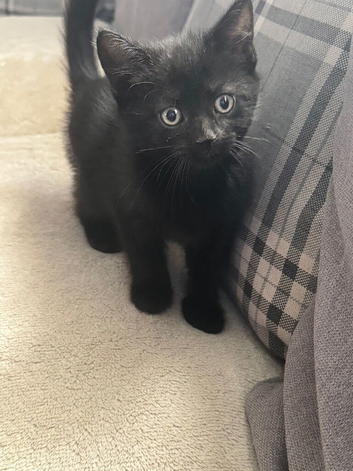 Kittens