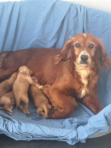 Cockapoos