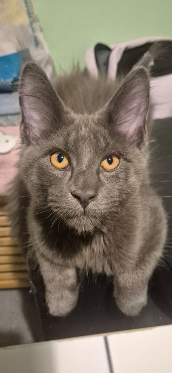 Big Maine Coon Boys Available