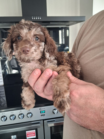8 weeks old female cockerpoo