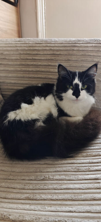 Mochi 1y/o kitten