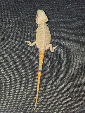 Baby bearded dragons reaxy to go.