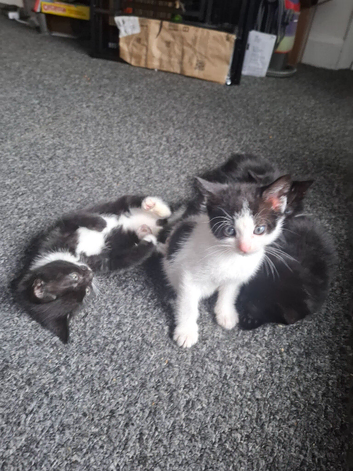 Black and white playful kittens