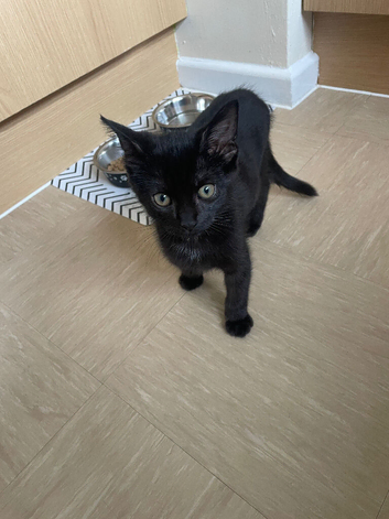 Male 13 week old kitten