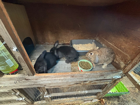 1 cross lop female
