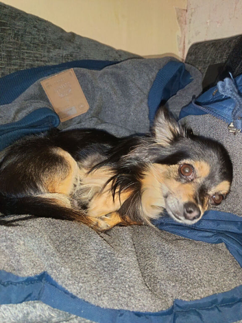Long haired Chihuahua full pedigree
