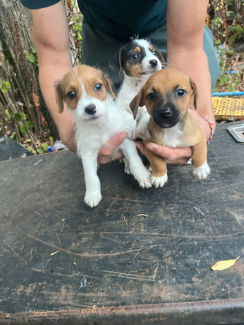 Miniature jack Russel