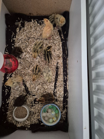 Mixed Coturnix Quail chicks