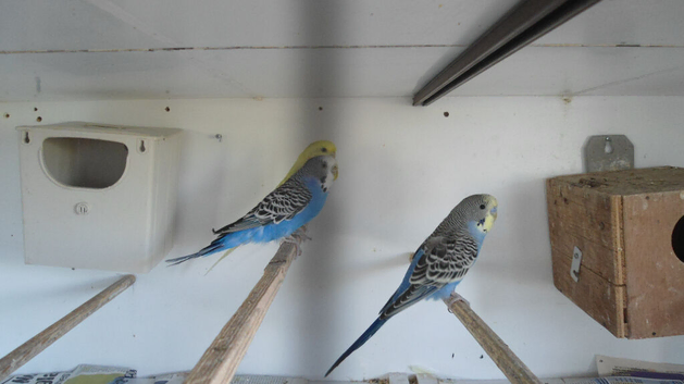 BLACK CHEEK ZEBR FINCH PAIR , PAIR GREEN BUDGIE  &pound;50 BLUE &pound;25 EACH